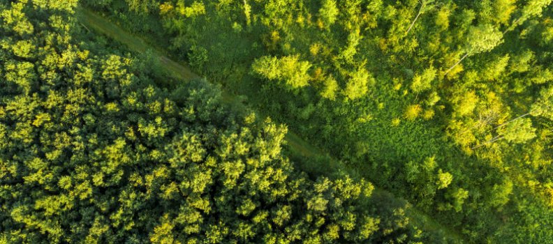 Solero plant eigen bedrijfsbos met Trees for All